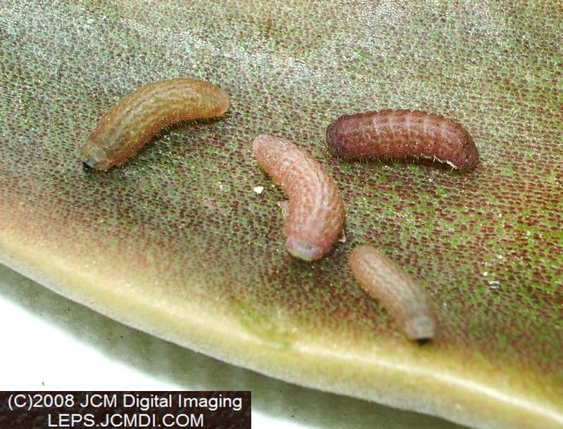 Philotes sonorensis (Sonoran Blue) life cycle images from jcmdi.com